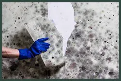 Hallandale Beach Restoration Expert Hallandale Beach, FL 954-390-2414 Hallandale Beach Restoration Expert Hallandale Beach, FL 954-390-2414